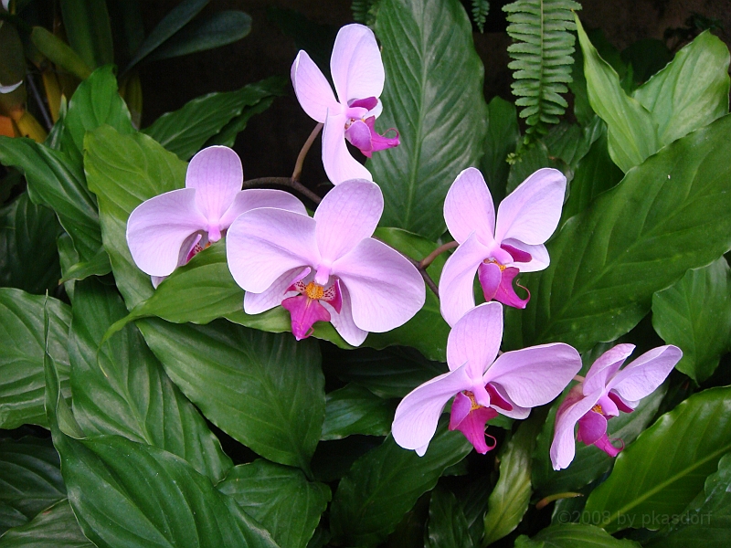 374 Longwood Gardens [2008 August 23].JPG - Longwood Gardens in Pennsylvania